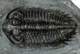 Bug-Eyed Coltraneia Trilobite Fossil - Ofaten, Morocco #352677-2
